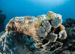 sea_cucumber_jurgen_spd_.jpg.webp