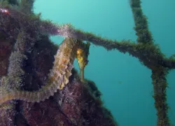 Yellow Seahorse Australia