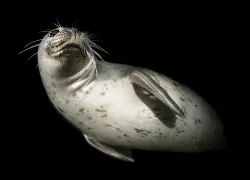 seal attack -.jpg.webp