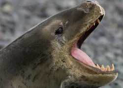 seal usb