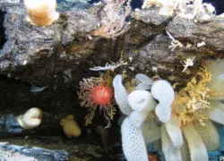 Epilithic organisms on hard substrate