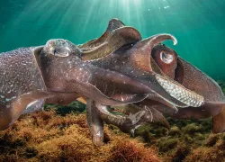 sex_sea_cuttlefish_teaser_spd_mating_jgilligan-cuttlefish-highres.jpg.webp