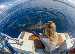 Shark Allies