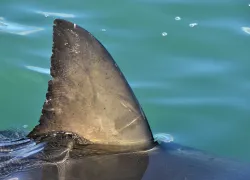 shark fin