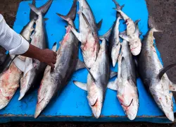 shark-finning-study-.jpg.webp