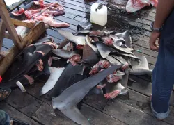 shark finning
