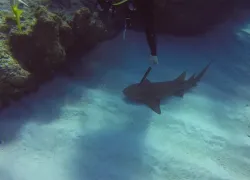 knife shark head cayman brac video