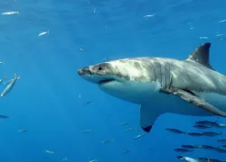 shark-love-affair-teaser-shawn-mahoney.jpg.webp