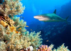 A shark swims in a coral reef.