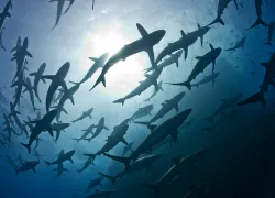shark-school-revillagigedo.jpg.webp