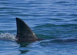 sharkfin_Andreas Wolochow_shutterstock_.jpg.webp