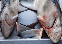 Dead sharks at a fish market