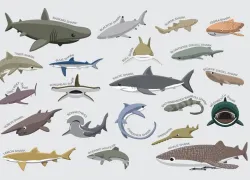 sharks-illo-shutterstock-maquiladora.jpg.webp