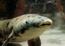 Granddad the Chicago Shedd Aquarium Australian lungfish