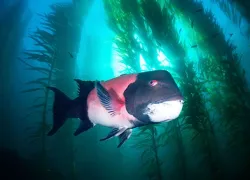 sheephead_istock__large.jpg.webp