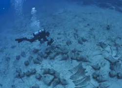 A diver surveys shipwrecked amphora.