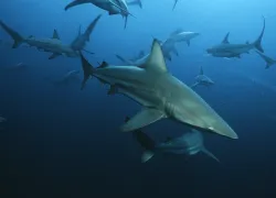 shoal of sharks