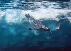 Penguin diving under ice
