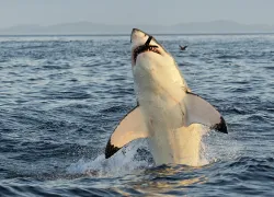 great white shark breach