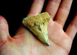 Fossilized shark tooth