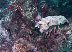 Slipper lobster underwater photo Curaçao