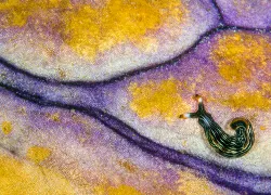 snail underwater photography purple gold reef