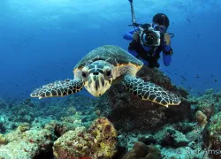 sea turtle conservancy 