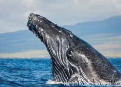 spd_humpbacks_-mno_web.jpg.webp
