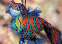 Mandarinfish wakatobi