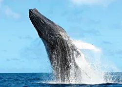 Humpback whales silver bank snorkeling