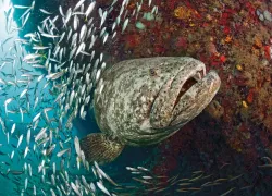 Goliath Grouper scuba diving florida