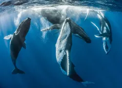 humpback whales tahiti