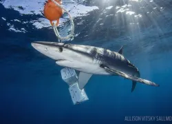 spd_sharkfeeding_blue_shark-.jpg.webp