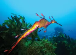 Sea Dragon in a weed bed 