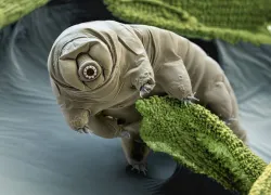 spd_tardigrade_scisource_bs.jpg.webp