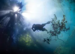 spdsp__training_local-diving_dutch-springs-trees-beckyschott-lp_.jpg.webp