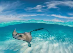 Stingray