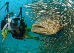 species_mpo_gg_diver.jpg.webp