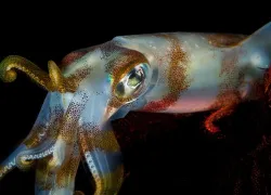 squid-shutterstock-gerald-robert-fischer.jpg.webp
