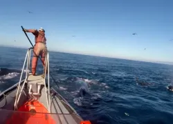 Stanford researcher attaching underwater cameras to whales