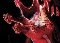 staurozoans-_edit.jpg.webp