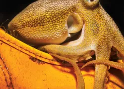 strange_marine_behavior_spd_housing_poison_ocellate_octopus_teaser.jpg.webp