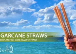 sugarcane-straws.jpg.webp