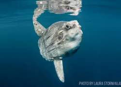 sunfish-facts-mola-mola-underwater.jpg.webp