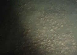 Swarming crabs video