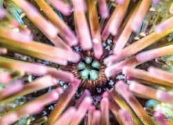 terrifying_teeth_purple_urchin_spd_.jpg.webp