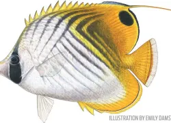 threadfin-butterflyfish.jpg.webp