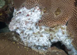 dying coral gulf of mexico