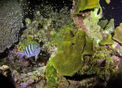 thumbnail-coral-spawning-st-lucia.jpg.webp