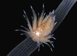 nudibranch discovery